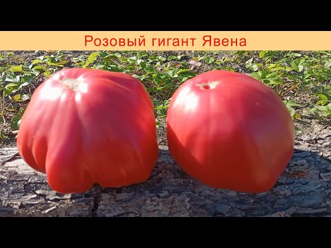 Видео: Обзор томатов 2025: Розовый гигант Явена
