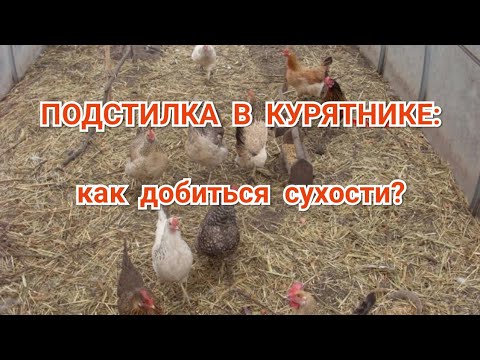 Видео: Подстилка в курятнике. Как добиться сухости?