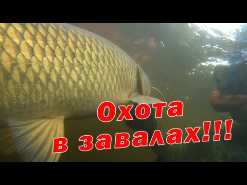 Видео: ПОДВОДНАЯ ОХОТА В ДУБОВЫХ ЗАВАЛАХ!!! ТЕСТ КАРБОНОВЫХ ЛАСТ И СУМКИ ОТ DELFIN!!!