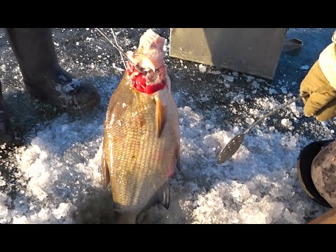 Видео: Вот это ЛЕЩ , еле вытащили ! Ловля ЛЕЩА зимой! Рыбалка на Оке!