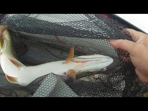 Видео: Нижневартовск - Рыбалка  - "Катушка" 10.09.21