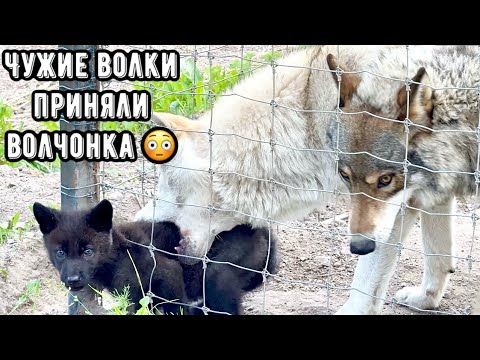 Видео: Волчонок залез к чужим волкам 😱 Беглец через чур наглец ‼️