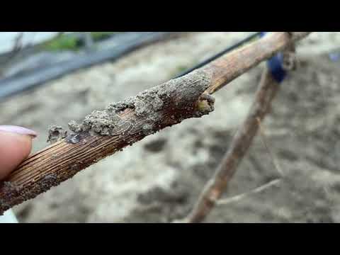 Видео: Весенние работы на винограднике.