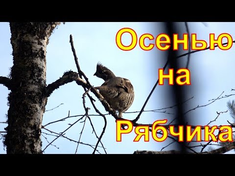 Видео: Осенняя охота на рябчика