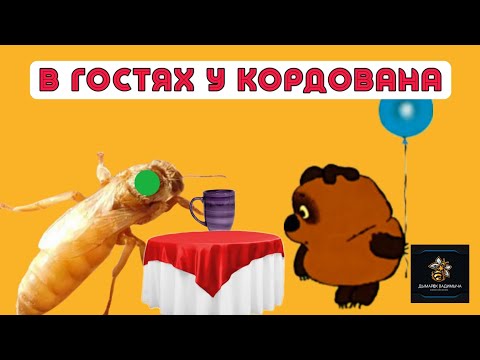 Видео: КОРДОВАН! ОСМОТР ЧЕРЕЗ НЕДЕЛЮ!