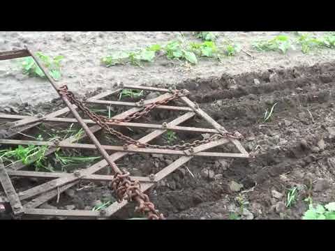 Видео: Прополка тыквы самодельным прополочным культиватором ножничного типа