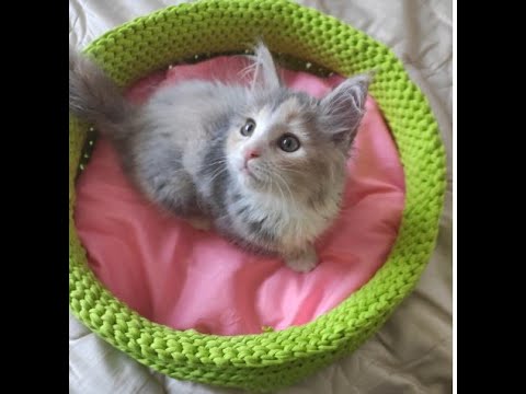 Видео: Корзина -  лежанка для кота, крючком