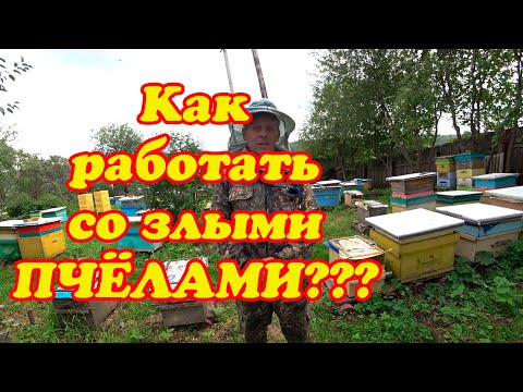 Видео: КАК РАБОТАТЬ СО ЗЛЫМИ ПЧЕЛОСЕМЬЯМИ НА ПАСЕКЕ, МОЙ ОПЫТ И СОВЕТ.