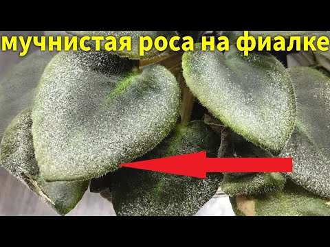 Видео: ОТ ЭТОЙ БОЛЕЗНИ ФИАЛКА ПОГИБАЕТ НА ГЛАЗАХ! МУЧНИСТАЯ РОСА Чем она опасна для фиалок? Как ее лечить?