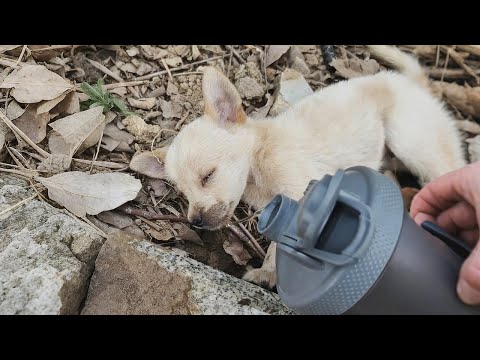 Видео: Я дал ему воды, и он открыл глаза... Он жив!