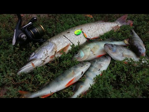 Видео: Рыбалка одной блесны. Эта блесна нравится и окуням, и щукам. Рыбалка на спиннинг с берега.