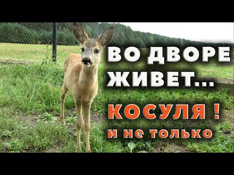Видео: Обзор хозяйства в Красновке