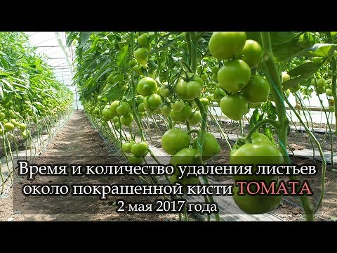 Видео: "ПОКРАШЕННАЯ" кисть томата. Когда и сколько убрать листьев возле кисти.