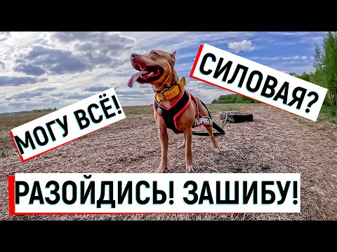 Видео: КАК НАЧАТЬ ПЕРЕТАСКИВАТЬ ТЯЖЕСТИ? Куда девать клещей? Питбули, игры в мяч и фрисби #питбульпеченька