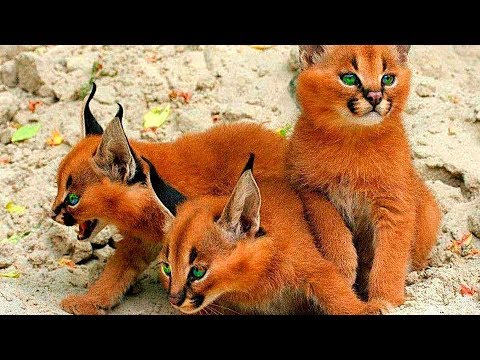 Видео: 10 Самых Умных Пород Кошек в Мире