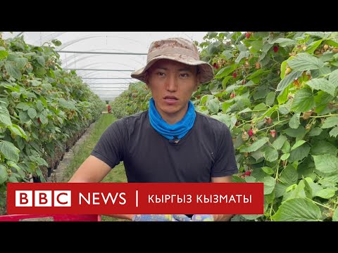 Видео: "Сапар": Англис фермаларында иштеген кыргыздар -  BBC Kyrgyz