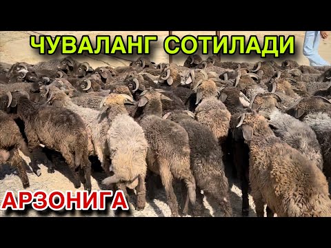 Видео: 85 ТА ЧУВАЛАНГ СОТИЛАДИ! АРЗОНИДАН КЕРАК ДЕГАНЛАР КУРСИН! 