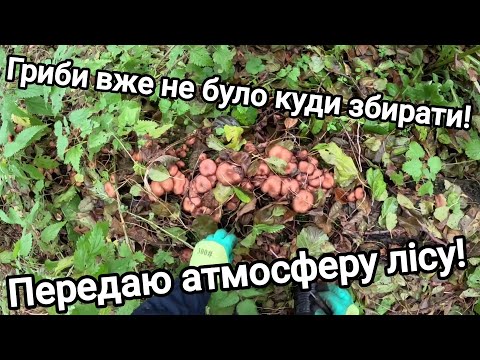 Видео: Знайшли багато грибів! Не було вже куди брати! Передаю атмосферу лісу і тихого полювання!