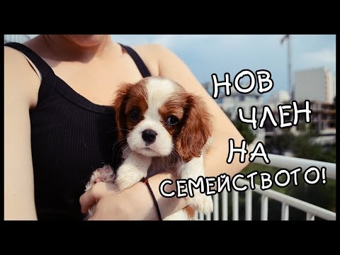 Видео: ЩЕ СИ ИМАМЕ КУЧЕ! || Cavalier King Charles Spaniel