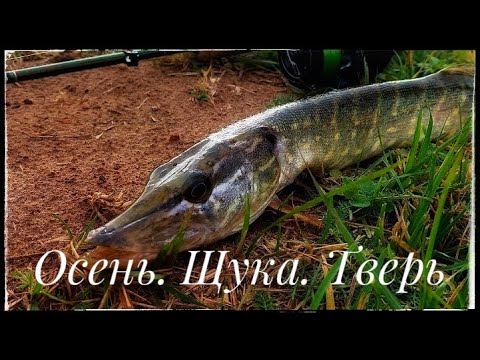 Видео: Микро джиг ! Раздача щуки где то под Тверью