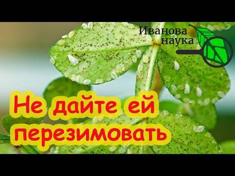 Видео: НЕ ДАЙТЕ ПЕРЕЗИМОВАТЬ БЕЛОКРЫЛКЕ! Теплица и огород без белокрылки. Давайте забудем об этом вредителе