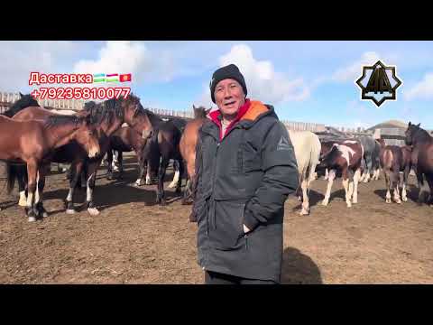 Видео: Г Абакан Дилмурад Хожи Жамшиджони Қўрасида Мехмон. 11.10.2025 йил 