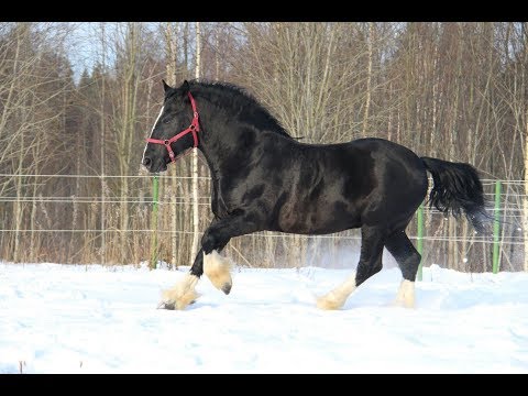 Видео: Атланты Северной столицы