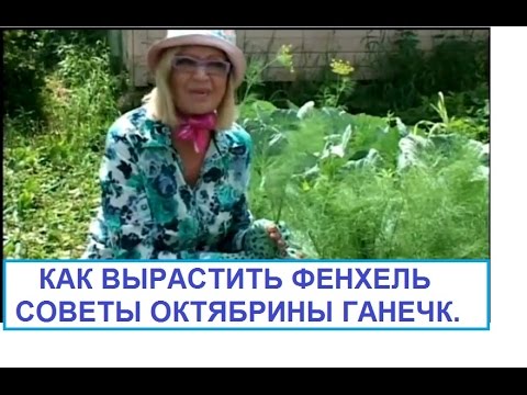 Видео: Как выращивать фенхель ч.1