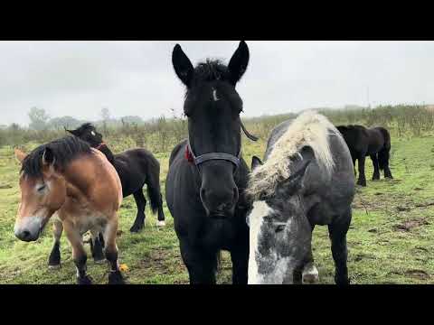 Видео: Кобили з Польщі на Продажу