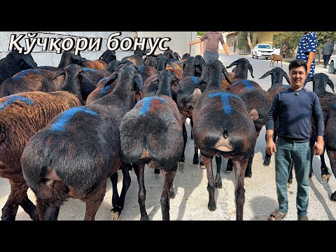 Видео: 1 та қўчқор бонусга 🔥 йош  бўғоз қўйлар  3800 дан 😱арзонига шошилинг