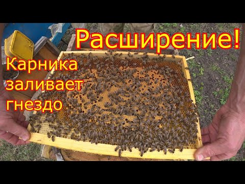 Видео: ЭКСТРЕННОЕ расширение СЕМЕЙ!!! КАРНИКА ЗАЛИВАЕТ гнездо! Бурное развитие!