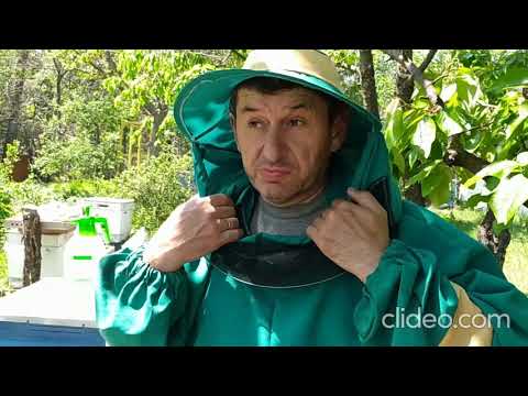 Видео: Пчелы потянули маточник Роение Отводок на матку