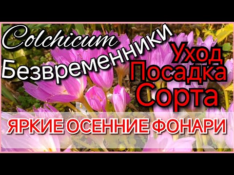 Видео: Яркие фонарики осени! Посадка, уход, место, сорта! Колхикум/ Безвременник