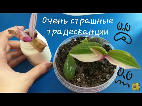 Видео: Комнатные растения🌱5 новых традесканций🍀Гниль🤦‍♀️ переукоренение🤦‍♀️полудохлики🤦‍♀️Но☝️Есть радость