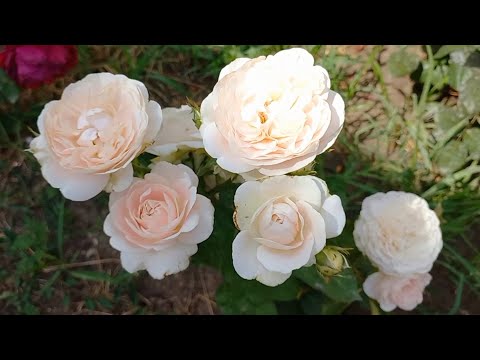 Видео: Розы - первогодки из питомника "Розы Вдохновения" ч.4