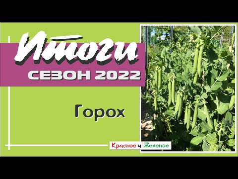 Видео: Сахарный горошек. Любимые сорта. Сезон 2022.