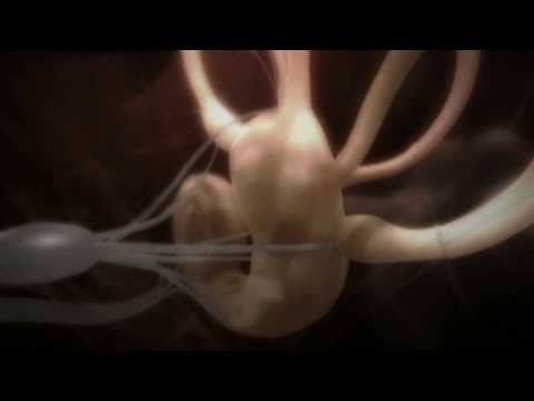 Видео: Видеогид. 26 неделя. Ребёнок слышит вас