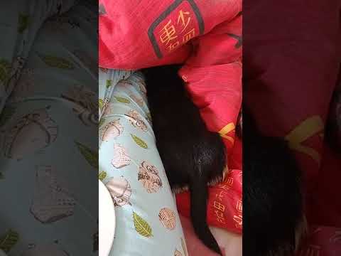 Видео: Адаптация дикой собаки в новом доме. Чихуахуа привыкает к новым условиям