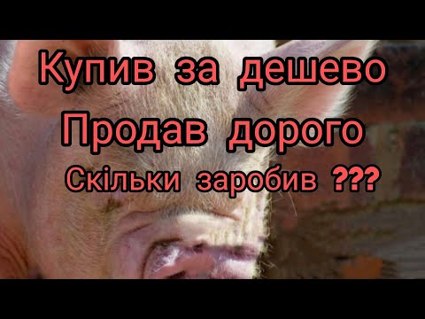 Видео: ЯКИЙ ЗАРОБІТОК НА СВИНІ. ЗАРПЛАТА БАРИГИ