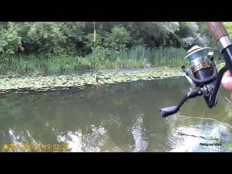 Видео: Ловля голавля в проводку на малой реке на хлебного жука (кузю) в июне. Рыбалка в проводку #4