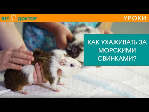 Видео: Морские свинки. Уход и условия содержание в домашних условиях. Советы ветеринара