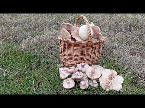 Видео: По грибы 22 декабря 2023 года.