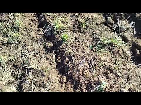 Видео: Неправильное направление обработки почвы на поле с уклоном, ведущее к эрозии почвы и снижению урожая