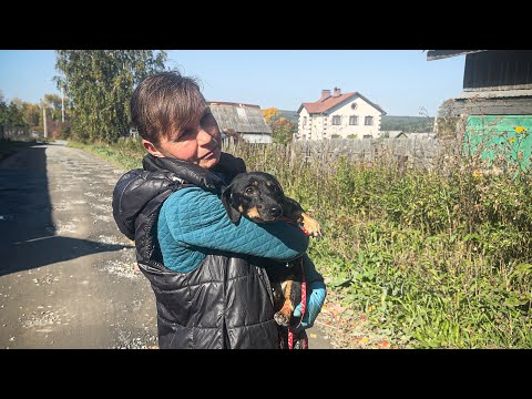 Видео: Приехала новенькая стесняшка, и сразу же стала суперзвездой среди наших хвостов!