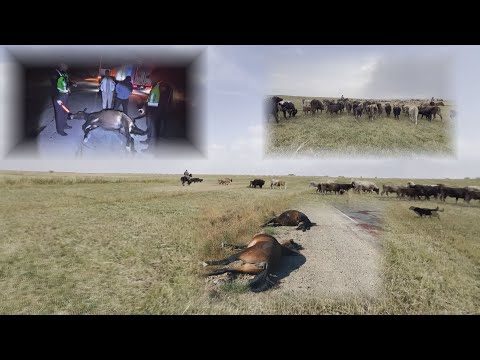 Видео: УТРК НАРЫН:МАЛ МЕНЕН КОШТОЛГОН ЖОЛ КЫРСЫГЫ КӨБӨЙҮҮДӨ