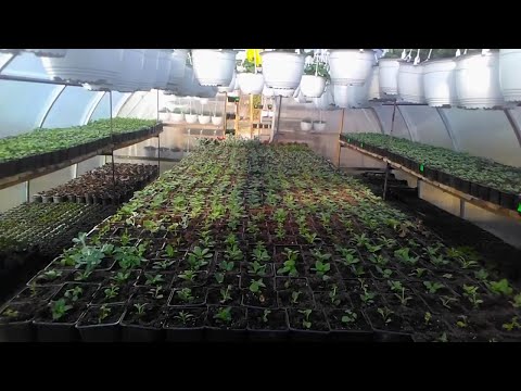 Видео: Цветочная рассада для продажи. Три основные ошибки начинающих