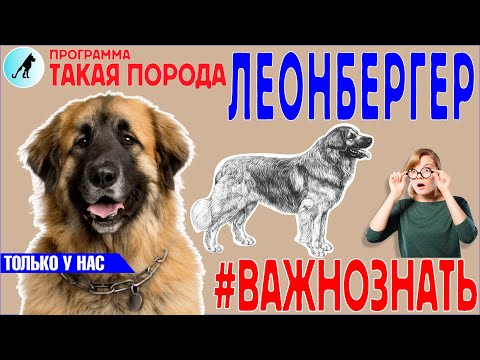 Видео: Такая порода -  Леонбергер