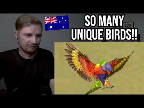 Видео: Реакция на 20 культовых австралийских птиц
