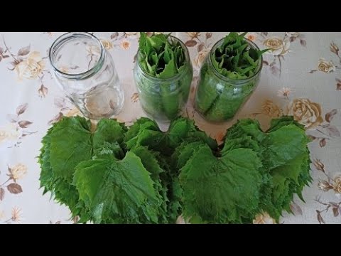 Видео: Как заготовить виноградные листья на зиму
