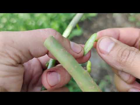 Видео: Прививка Дерева Плакучая Шелковица / bud grafting